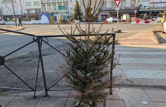 Villeneuve-sur-Lot. Deux bennes installées pour récupérer les sapins