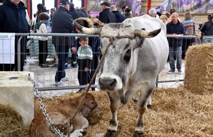 Campagne pour les élections municipales, Tour de France, élections à la Chambre d’Agriculture… les événements qui feront l’année 2025 dans l’Aude