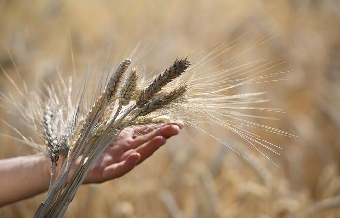 En décembre, l’Indice FAO des prix alimentaires enregistre une légère baisse par rapport au mois précédent – ​​Monde