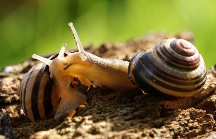 Animal de l’année 2025 : L’escargot des bosquets