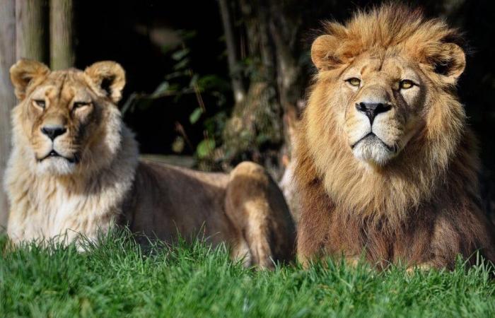 Perdu dans la savane, un enfant survit cinq jours parmi les lions et les éléphants