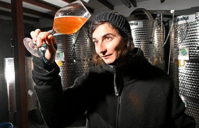 unique fabricant de l’Hérault, Ninon Briane redonne ses lettres de noblesse au cidre artisanal