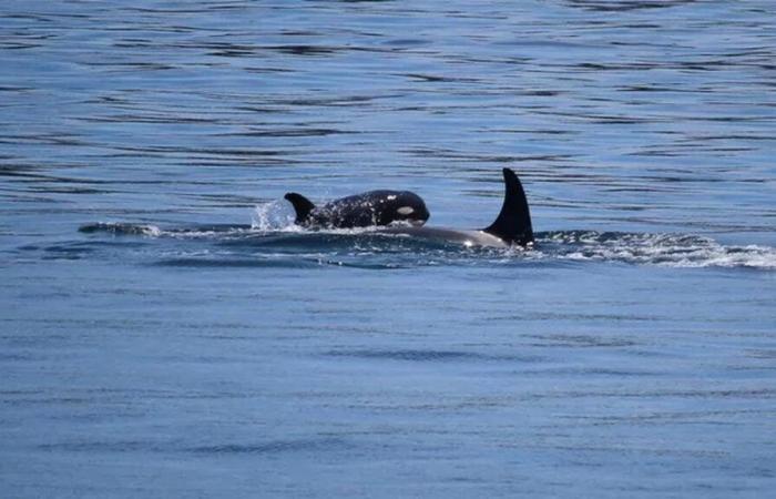 Orca refuse de laisser son veau mort dans le Pacifique pour la deuxième fois