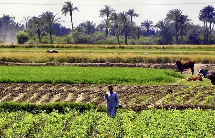 Le groupe émirati Al Dahra en négociations pour la location de 81 000 hectares de terres agricoles