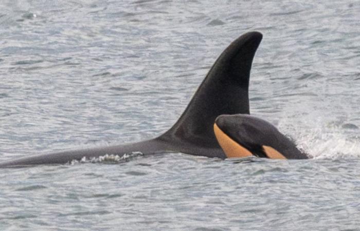 L’orque Tahlequah, qui a refusé d’abandonner son bébé, est de nouveau en deuil