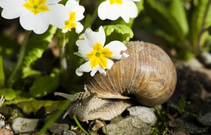 l’escargot de haie est l’animal de l’année 2025