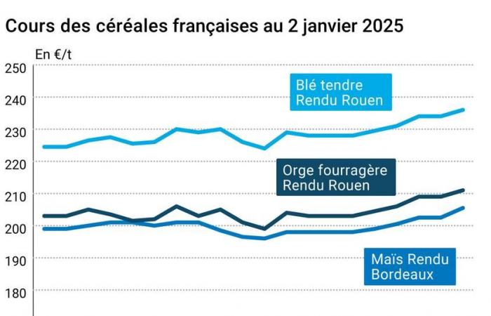 Céréales – La chute de l’euro dope les prix des céréales européennes