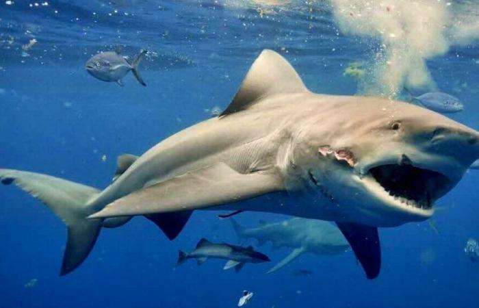 Attaque de requin : un pêcheur perd la vie