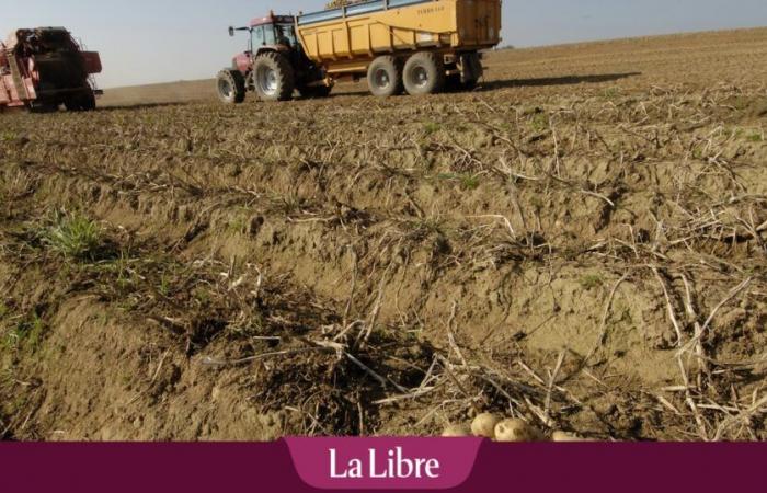 « Il faut changer de système si on veut continuer à cultiver des pommes de terre en Belgique »