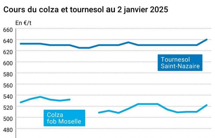 Oléagineux – La baisse de l’euro fait grimper les prix du colza sur Euronext