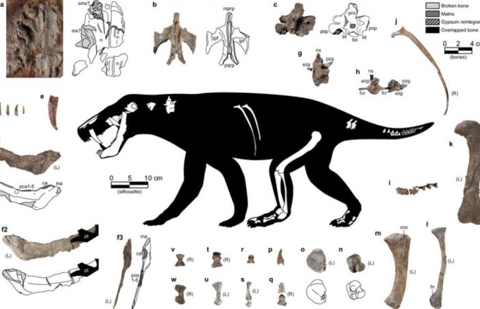 Découverte fossile du plus vieil ancêtre des mammifères ????