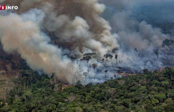 L’Amazonie brésilienne connaît ses incendies les plus nombreux depuis 17 ans : qu’est-ce que cela signifie ?