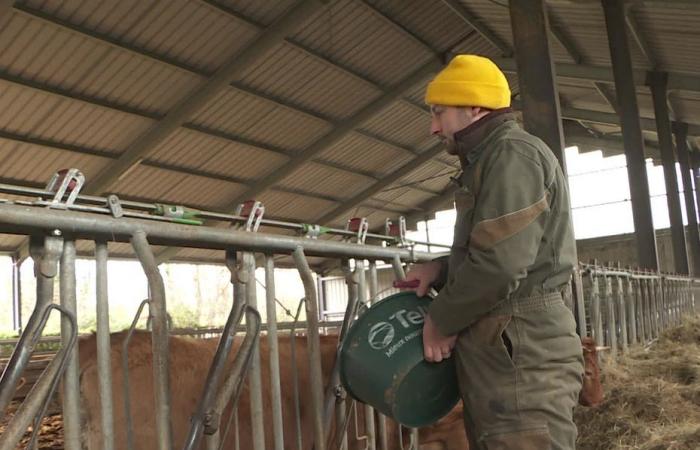 deux entreprises d’équarrissage en conflit, les agriculteurs inquiets