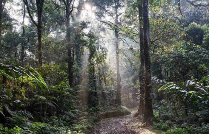 Quel animal remplacera l’homme comme espèce dominante sur Terre ? Ce scientifique a une idée