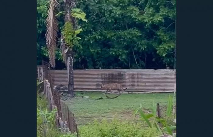 Un jaguar filmé en plein jour à Kourou dans le secteur Pariacabo