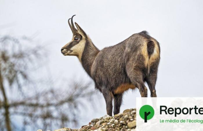 dans le Doubs, les chamois paient le prix de la protection des forêts