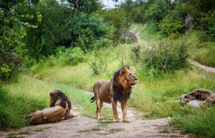 un petit garçon retrouvé vivant après cinq jours dans un parc animalier du Zimbabwe