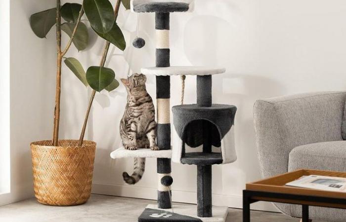 Cet arbre à chat bénéficie d’un prix qui va vous surprendre sur Amazon