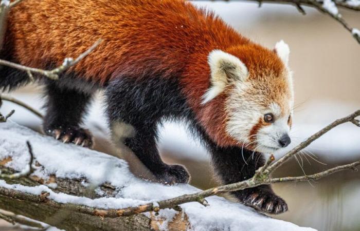 Des pandas s’échappent du zoo Walter de Gossau