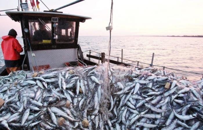 Forte baisse des débarquements de pêche à fin novembre