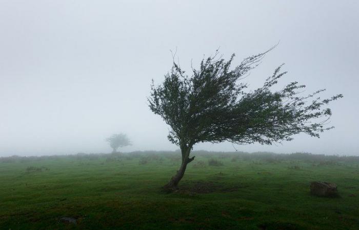 21 départements placés en alerte orange pour « vent fort » et deux pointes annoncées par Météo France