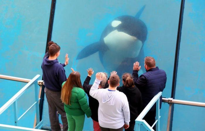 quel avenir pour Wikie et son fils Keijo, les orques du parc aquatique nés en captivité ?