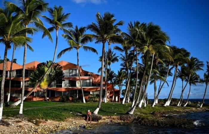 en Guadeloupe, les cocotiers voués à disparaître du littoral ? – vert.eco