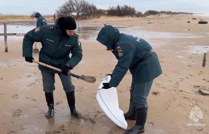 plus de 30 cétacés retrouvés morts en mer Noire, déplore une ONG