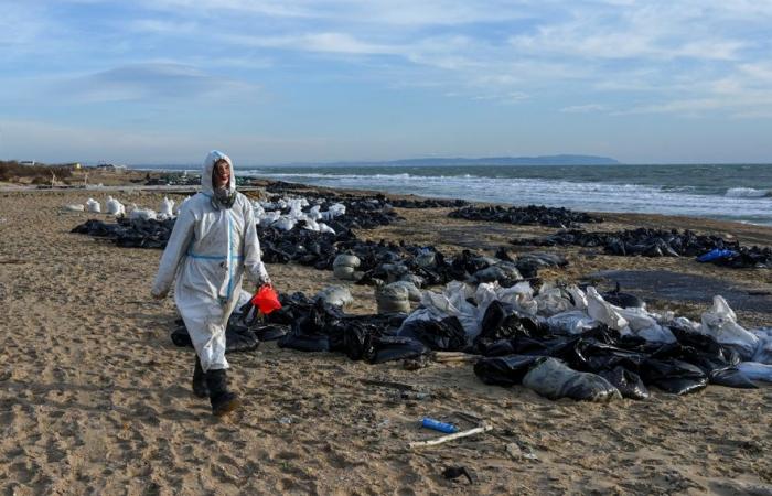 Marée noire en Russie | Plus de 30 cétacés retrouvés morts en mer Noire