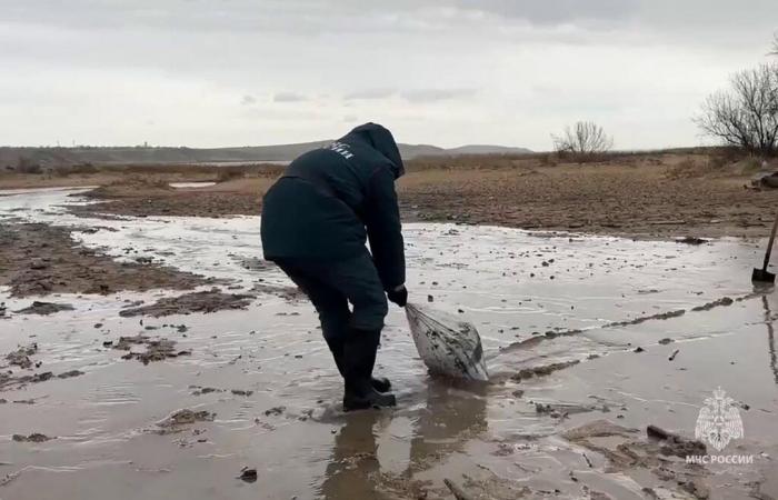 plus de 30 cétacés retrouvés morts après une marée noire près de la Crimée annexée