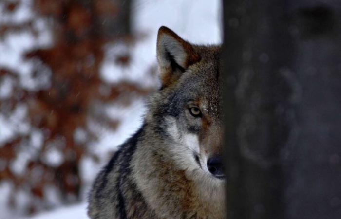 Comprendre la diversité des émotions suscitées par le loup en France