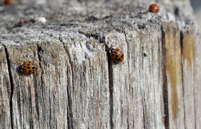 Démystifier la science | Les insectes face à la menace de l’hiver