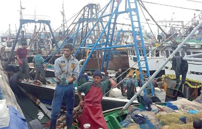 Augmentation de 7% des débarquements de pêche au port de Sidi Ifni