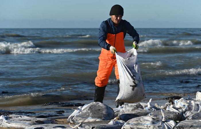 Marée noire en Russie | Plus de 30 cétacés retrouvés morts en mer Noire