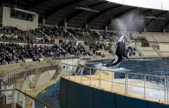 Trois questions sur la fermeture définitive du Marineland d’Antibes, le plus grand zoo marin d’Europe