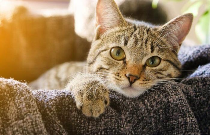 Un chat stérilisé capturé et opéré une seconde fois