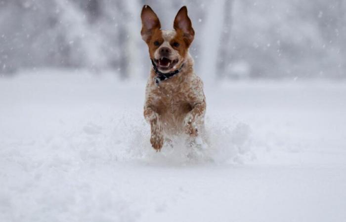 Forte tempête de neige dans l’est des États-Unis