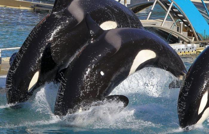 après plus de 50 ans d’existence, le Marineland d’Antibes a fermé ses portes au public ce dimanche