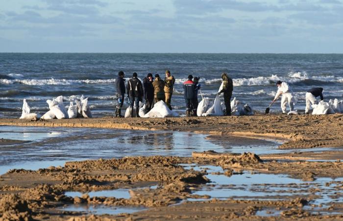 Marée noire en Russie | Plus de 30 cétacés retrouvés morts en mer Noire