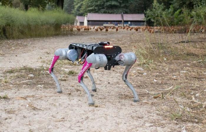 dans les Landes, un chien robot aux mille casquettes