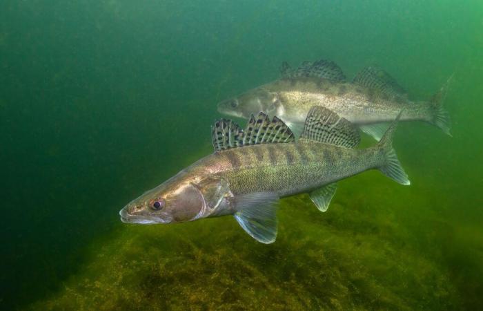 Le sandre est élu poisson de l’année 2025