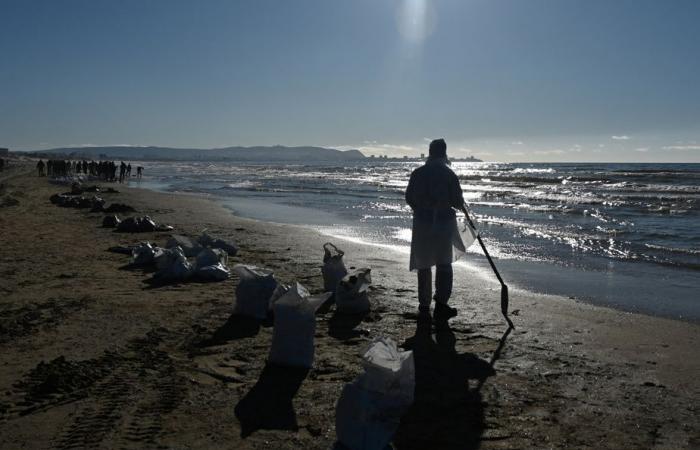 Marée noire en Russie | Plus de 30 cétacés retrouvés morts en mer Noire