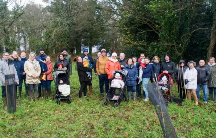 Finistère. Dans la maison natale, autant d’arbres que d’enfants et c’est bon pour le climat