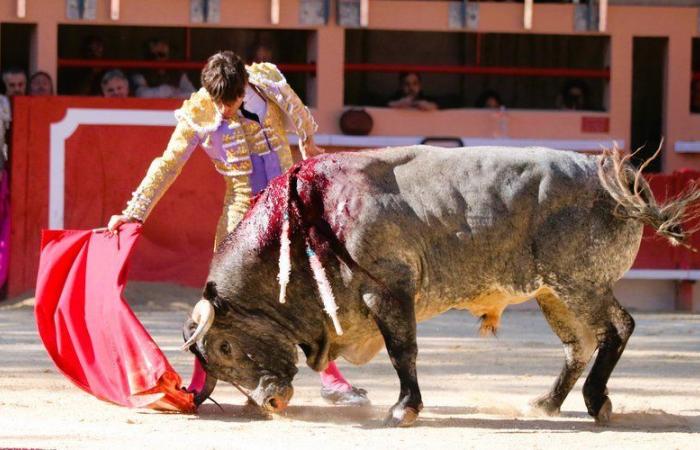 Maxime Solera et Alberto Lamelas, piliers de la Feria de la Crau