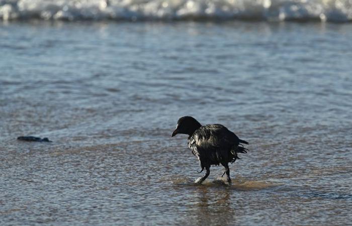 Marée noire en Russie | Plus de 30 cétacés retrouvés morts en mer Noire