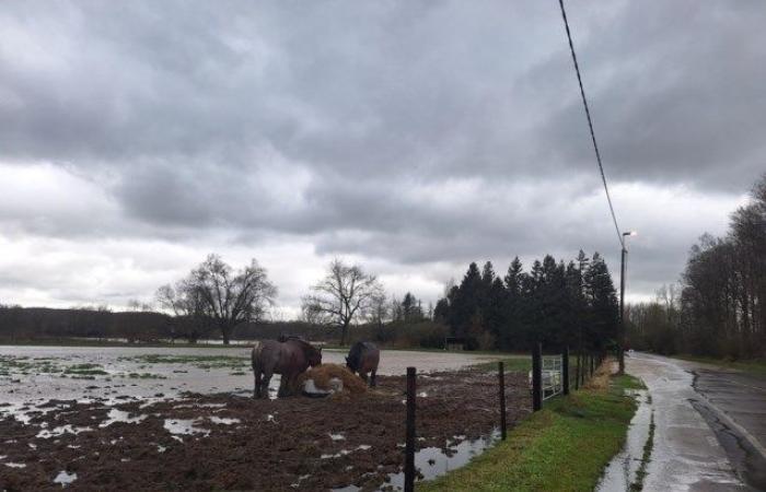 La tempête souffle des arbres sur la route et sur les voitures (Kampenhout)