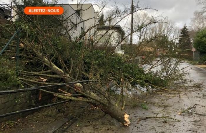 un arbre s’effondre sur une voiture à Beloil, les deux occupants sont dans un état grave