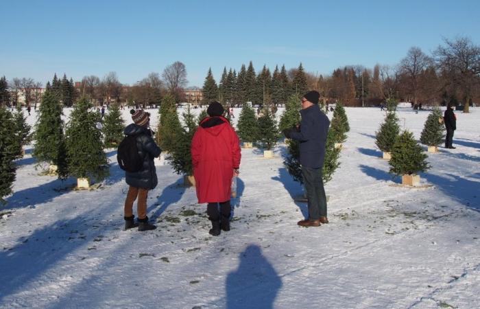 Planète bleue, idées vertes | La sapinière éphémère revient au parc Jarry