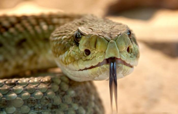 Attaqué en direct, un influenceur survit à la morsure d’un serpent mortel grâce à 88 doses d’antivenin