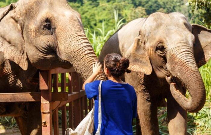 Un touriste espagnol de 22 ans décède alors qu’il baigne un éléphant